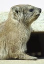 Rock Dassie portrait Royalty Free Stock Photo