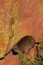Rock dassie, rock hyrax Royalty Free Stock Photo