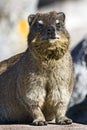 Rock dassie on Table Mountain Royalty Free Stock Photo