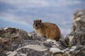 Rock dassie, on Table Mountain, Cape Town, South Africa.