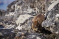 Rock dassie, on Table Mountain, Cape Town, South Africa.