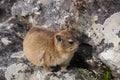 Rock dassie on Table Mountain, Cape Town, South Africa.