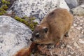 Rock dassie on Table Mountain, Cape Town, South Africa.