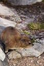 Rock dassie on Table Mountain, Cape Town, South Africa.