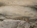 Rock Dassie, Table Mountain, South Africa, Animal