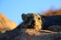 Rock dassieis resting - Namibia africa