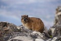 Rock dassiev on Table Mountain, Cape Town.