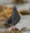 Rock dove Royalty Free Stock Photo