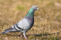 Rock Dove