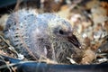 Rock dove chick (Columba livia) in a nest : (pix Sanjiv Shukla) Royalty Free Stock Photo