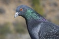 Rock Dove (Columba livia) Royalty Free Stock Photo