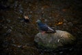 Rock dove or common pigeon Columba livia bird on stone in river