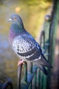 Rock dove or common pigeon or feral pigeon sitting on a fence in Kelsey Park, Beckenham, Greater London