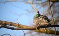 Rock dove or common pigeon or feral pigeon sitting in a tree in Kelsey Park, Beckenham, Greater London