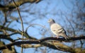 Rock dove or common pigeon or feral pigeon sitting in a tree in Kelsey Park, Beckenham, Greater London