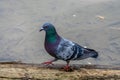 A rock dove or common pigeon walking