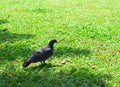 A Rock Dove or Domestic Pigeon - Columba Livia - standing on under Shadow on Green Grass on Bright Sunny Day Royalty Free Stock Photo