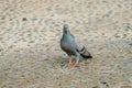 Rock dove is looking something to eat in the afternoon sunday Royalty Free Stock Photo