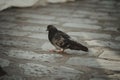Rock dove perched upon a tiled floor surrounded by a grouping of textured stones