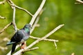 Hanging out on a tree branch Royalty Free Stock Photo