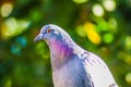 Wildlife birds. A close up of a pigeons head
