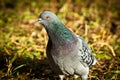 Rock Dove, Pigeon, Columba livia Royalty Free Stock Photo