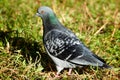 Rock Dove, Pigeon, Columba livia Royalty Free Stock Photo