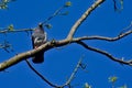 A rock dove pigeon high on its perch Royalty Free Stock Photo