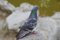 Rock Dove Royalty Free Stock Photo