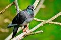 A lone pigeon hanging out Royalty Free Stock Photo