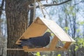 In the spring on a bright sunny day in the forest a pigeon in the feeder