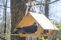 In the spring on a bright sunny day in the forest a pigeon in the feeder