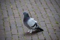 The rock dove or rock pigeon or common pigeon is a member of the bird family Columbidae