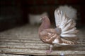 The rock dove, rock pigeon, or common pigeon