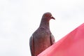 Rock dove on roof isolated white background. Royalty Free Stock Photo