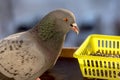 A rock dove sits behind a winter window near a plastic container with food. Royalty Free Stock Photo