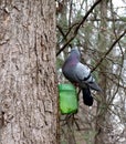Rock Dove sits on the branch of a tree