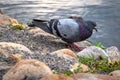 Rock Dove sitting near the river in Moscow, Russia Royalty Free Stock Photo