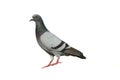 Rock dove on white Royalty Free Stock Photo