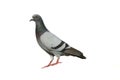 Rock dove on white