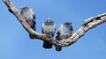 Rock Doves on a tree limb on a sunny day Royalty Free Stock Photo