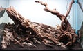 rock and driftwood hardscape arrangement Royalty Free Stock Photo