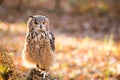 A rock eagle owl sitting in the trees.