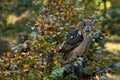 A rock eagle owl sitting in the trees.