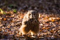 A rock eagle owl walking among leaves of a forest.