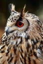 Rock Eagle Owl