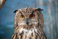 Rock Eagle Owl Royalty Free Stock Photo