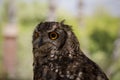 Rock Eagle Owl