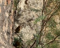 A Rock Eagle-Owl ( Bubo bengalensis ) Royalty Free Stock Photo