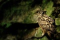 Rock Eagle Owl on green Royalty Free Stock Photo